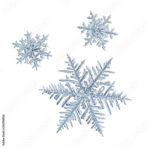 Extreme magnification: three snowflakes isolated on white background. Macro photo of real snow crystals: elegant stellar dendrites with ornate shapes, hexagonal symmetry and complex inner details.