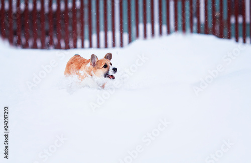 Fototapeta Naklejka Na Ścianę i Meble -  small red puppy walks in deep white snowdrifts in the winter in the village fun running and catching snowflakes