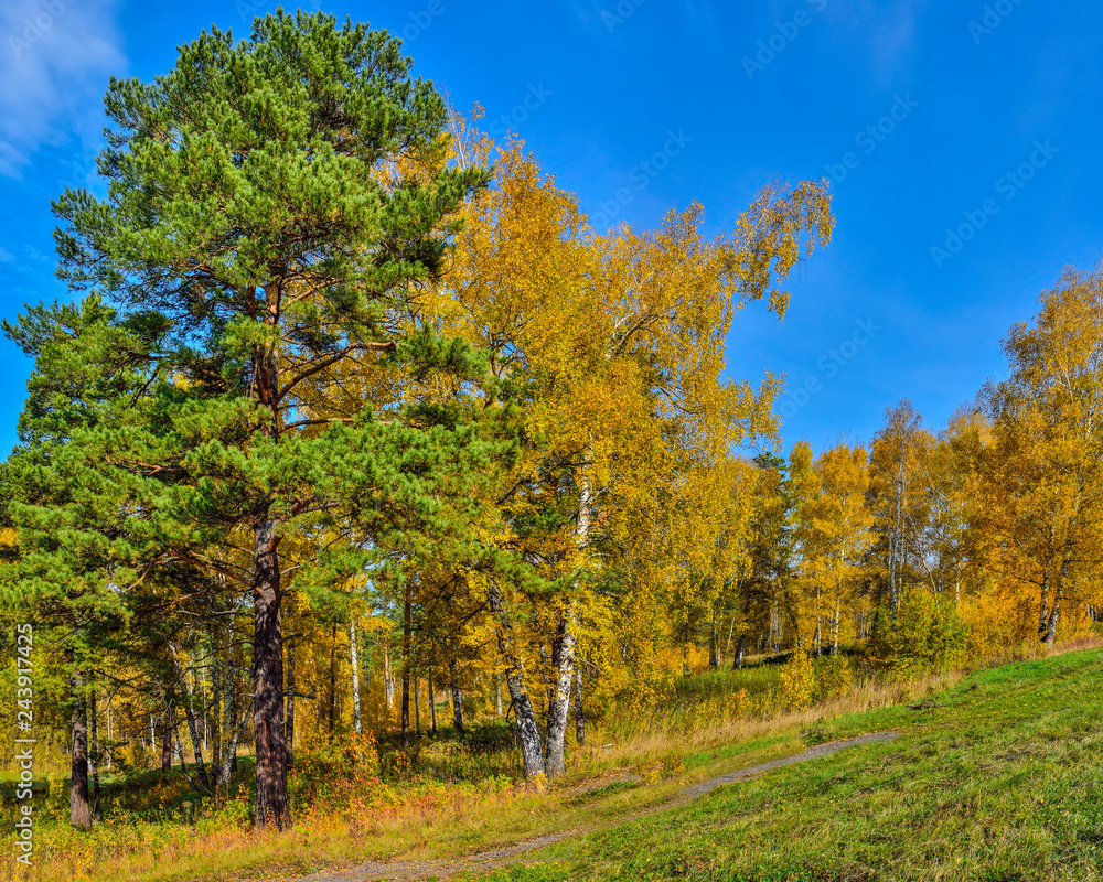 Picturesque autumn landscape in golden autumn forest on hill