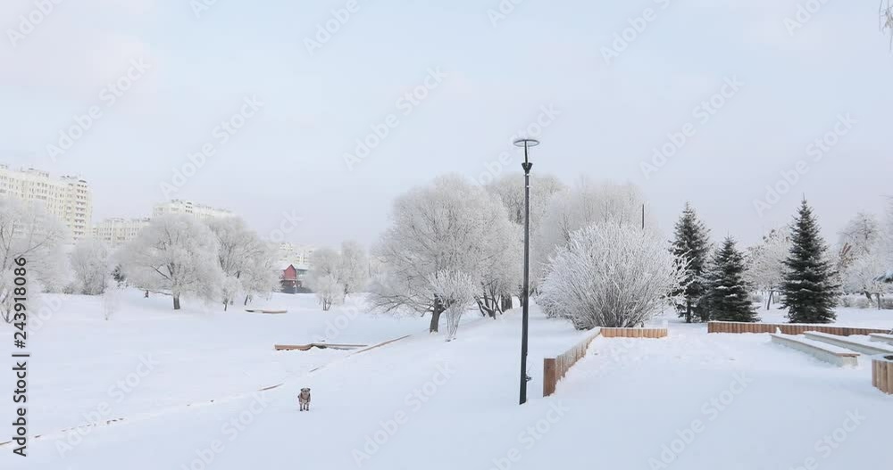 Tree branches in hoarfrost