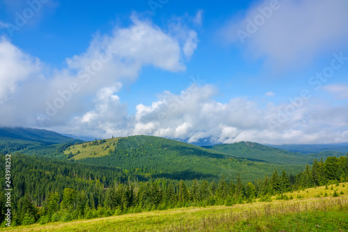Glade in the Summer Forested Mountains