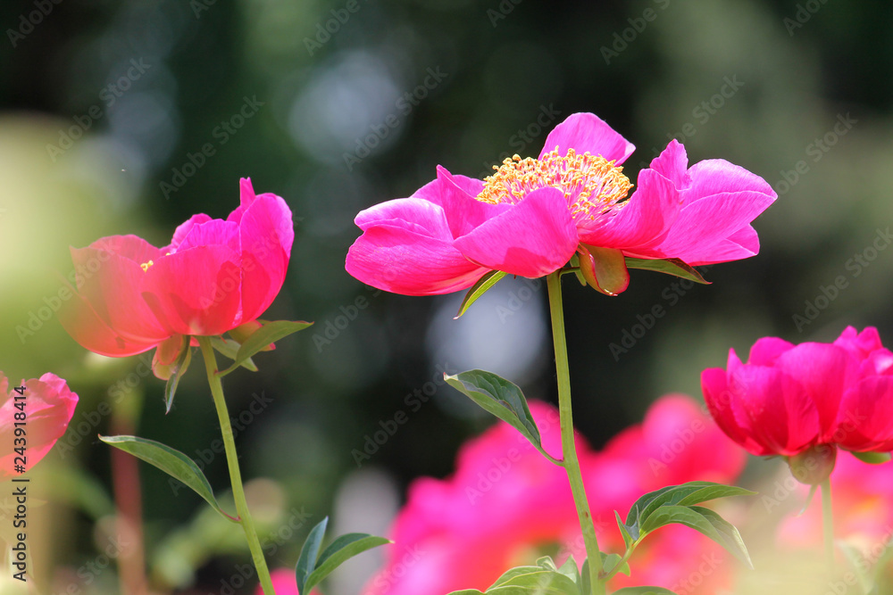 Pink peony flowers in garden. Cultivar from single flowered garden group Pink peony flowers in garden. Cultivar from single flowered garden group