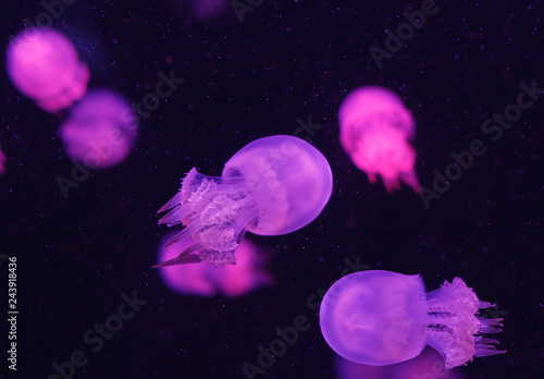  jellyfish world © alexkorp09