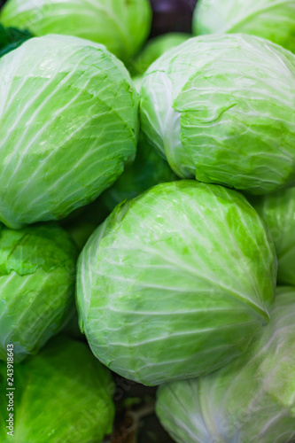 Fresh cabbage green
