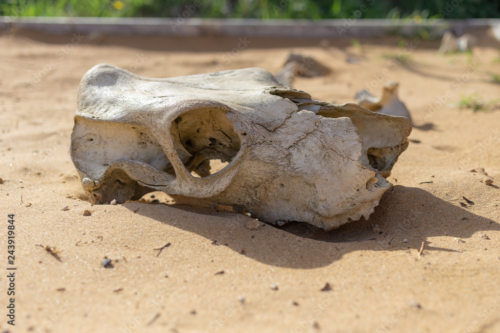 Skull of animal on sand Skull of animal on sand