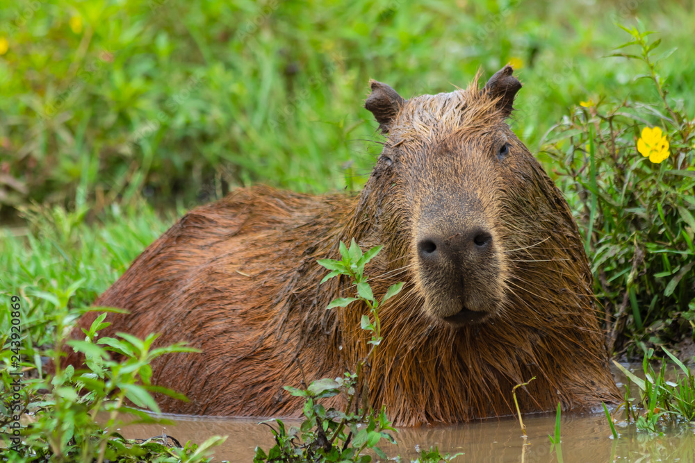 Capivara pousando para foto em Três Lagoas - Mato Grosso do Sul Capivara pousando para foto em Três Lagoas - Mato Grosso do Sul