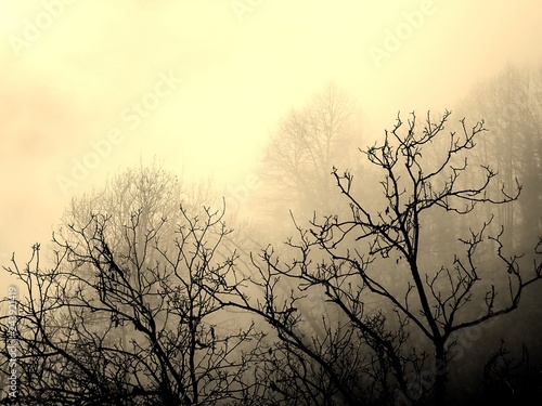 Sepia of a Group of Trees with Leafless Branches and Fog in the Rural Village...