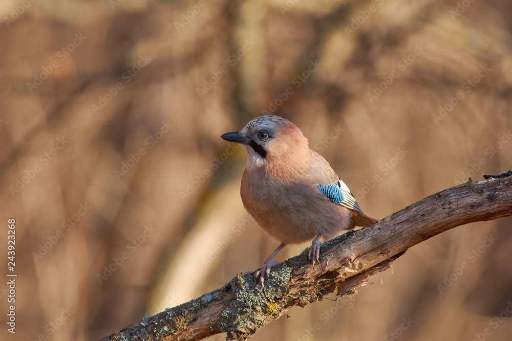 Fototapeta premium Eurasian jay sits on a dry oak branch covered with lichen in the forest park in late autumn.
