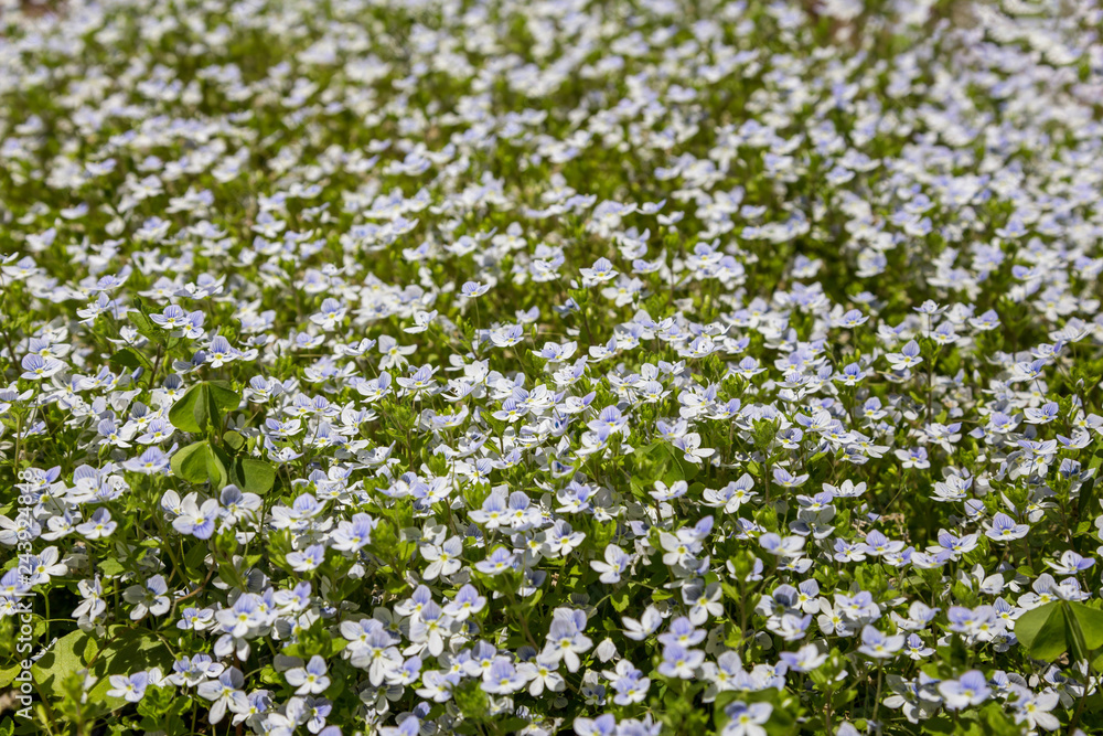 Full frame background of small light blue flowers