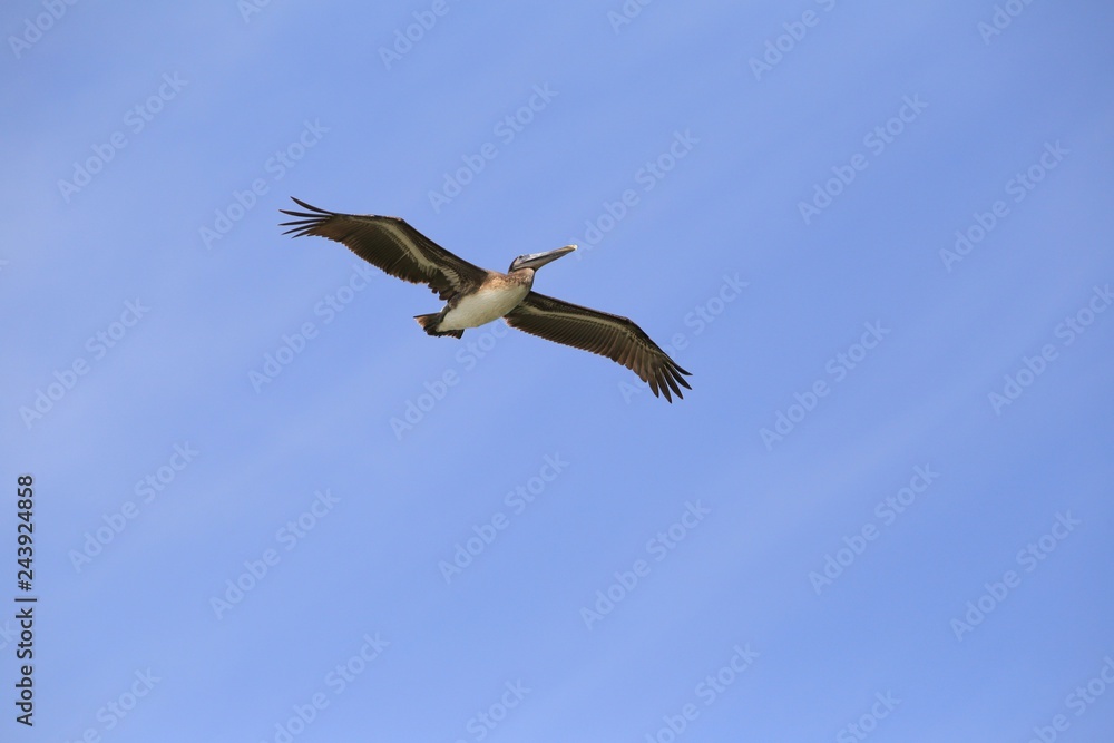 Flying pelican on a blue sky (Pelecanus occidentalis)