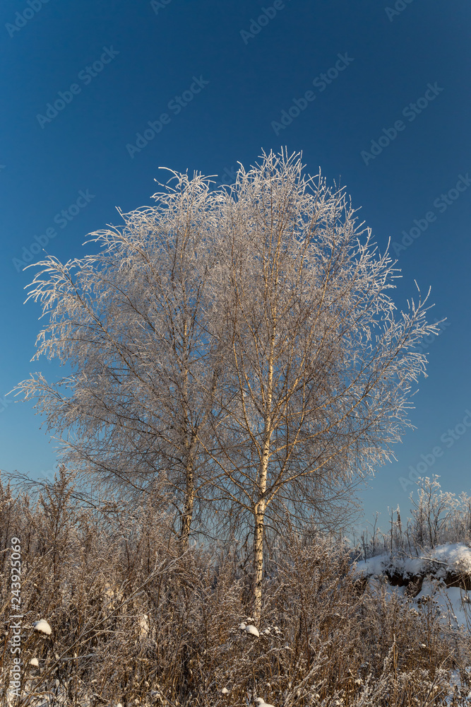 Trees covered with hoarfrost on a sunny winter day Trees covered with hoarfrost on a sunny winter day