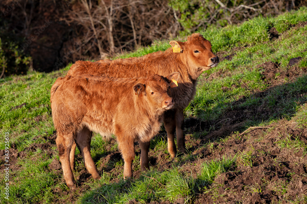 Two calves bred for meat production Two calves bred for meat production