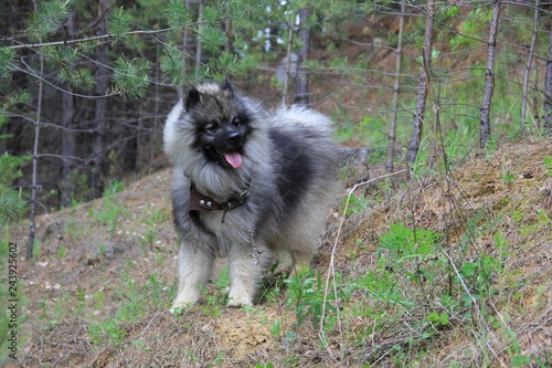 portrait of a dog