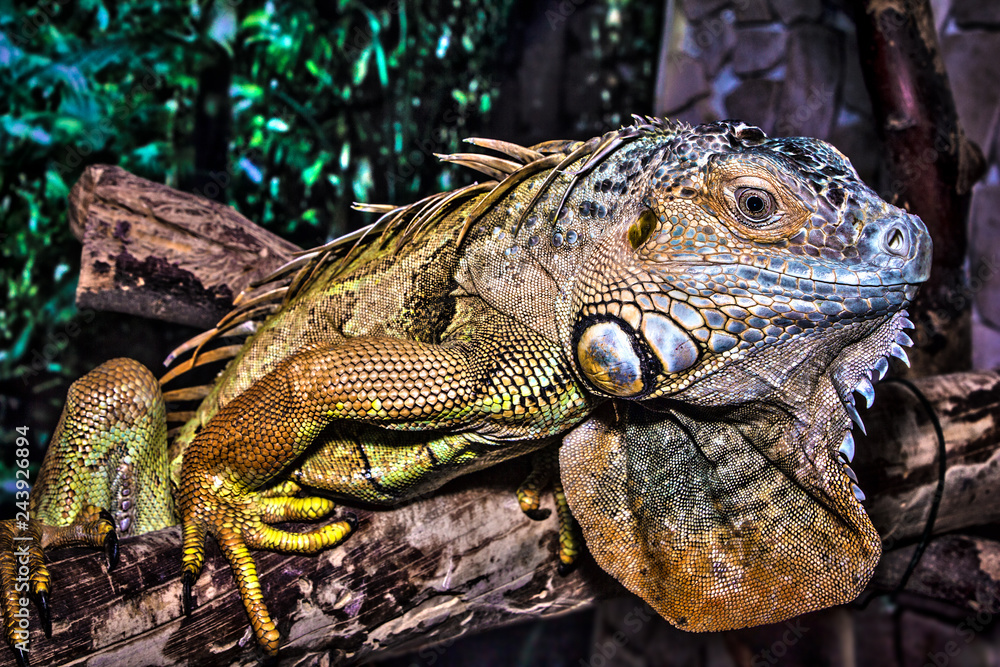 Obraz premium Green iguana climbing on a tree