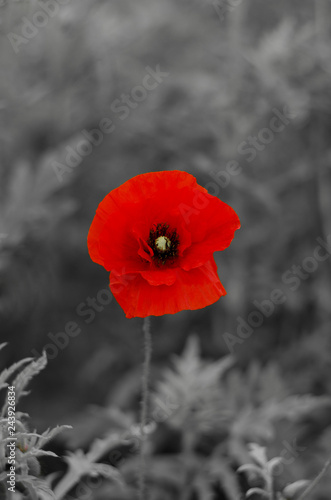 Red poppy flower on a black and white background