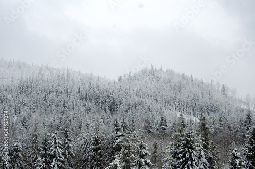 Pines in the snow, beautiful winter landscape, mountains covered with snow, Carpathians