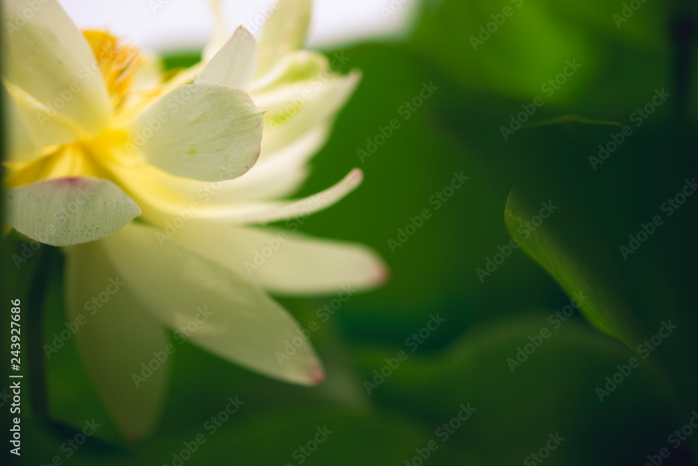 Obraz premium sacred lotus flower leaves