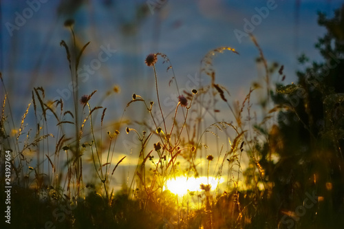 Golden sunset behind wild flowers