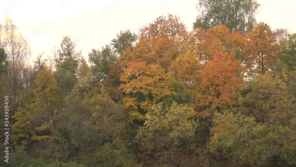 autumn in the forest autumn in the forest