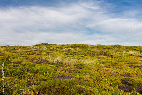 Lush green hill. Different wild plants and some flowers. Blue sky with some clouds. Sunny day. Nature scenery.