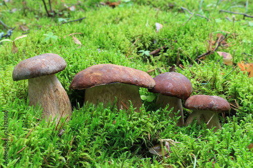 Several boletus in the moss in the forest. Boletus edulis (penny bun, porcini, cep, porcino, king bolete, white mushroom) - edible mushroom.