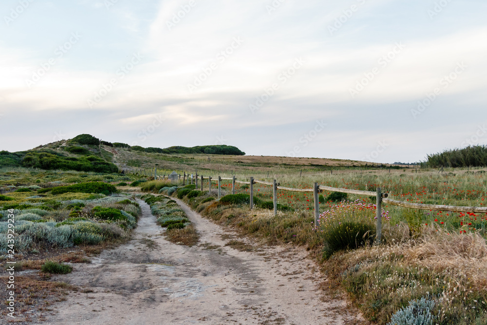 Sandy hiking path. Nature scenery with small bushes and flowers. Wooden fence. Rota Vicentina, Alentejo, Portugal.