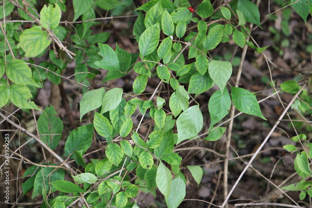 Fototapeta premium Leaves / Bush