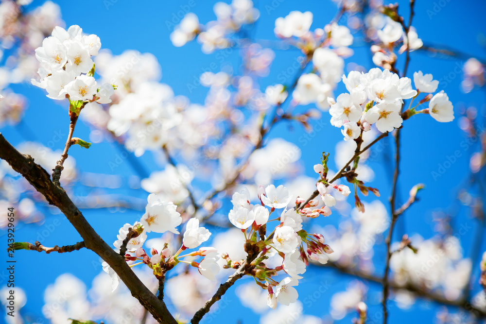 beautiful white sakura