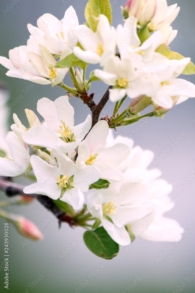 Obraz premium White flower and pink Bud on the branch of Apple blossom in the spring, summer the concept of the garden