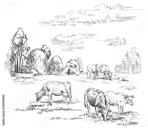 Vector hand drawing cows2