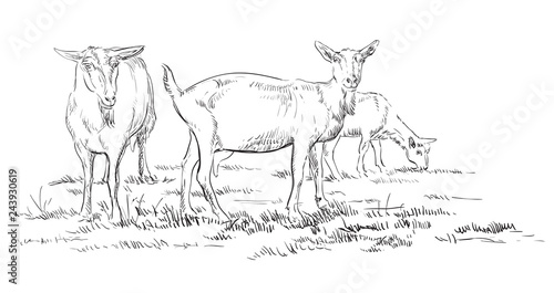 Vector hand drawing goat 2