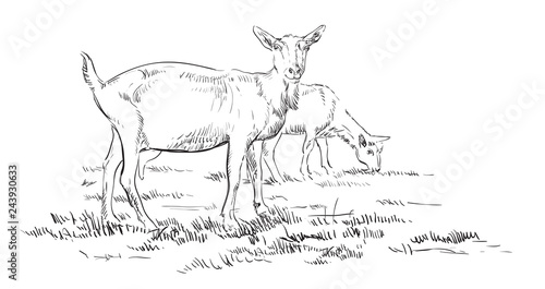 Vector hand drawing goat