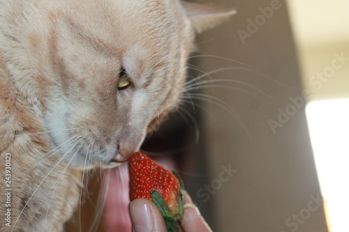 Foto the cat and his nice strawberry
