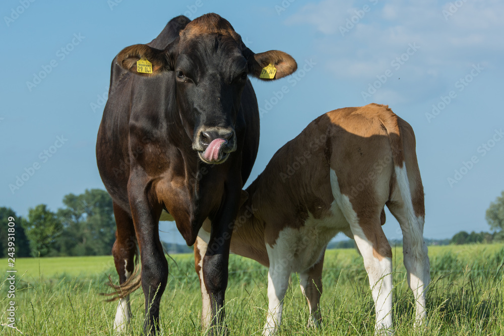 Kuh mit Kalb Kuh mit Kalb