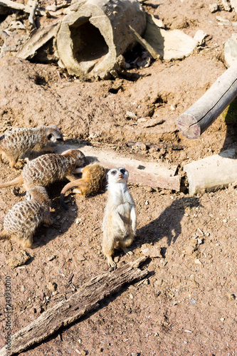 A large family meerkat is in a zoo