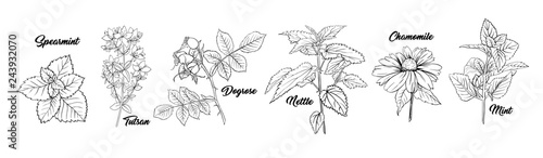Tea Herbs Botany Plants Engraving Set. Sketch Isolated Hand Drawn Contour Illustration of Stinning Daisy or Chamomile Flower. Dogrose, Mint, Tutsan Herb. Herbal Medicine Nettle. Aromatherapy on White