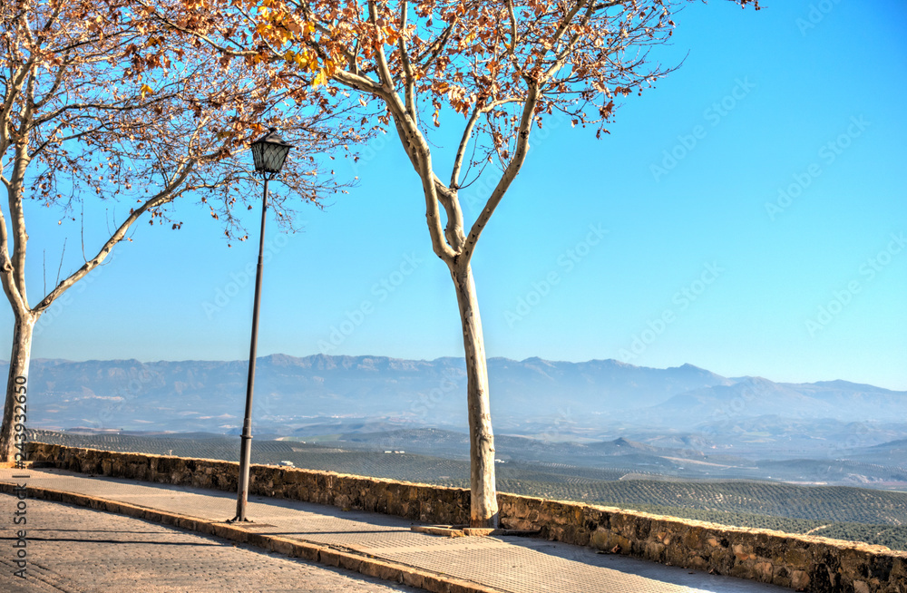 Olive trees near Ubeda, Spain
