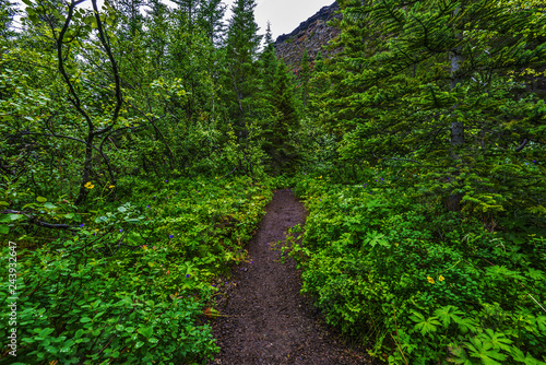 Walk pass through Asbyrgisskogur, the forest inside of Asbyrgi Glacial Canyon in Northern Iceland.