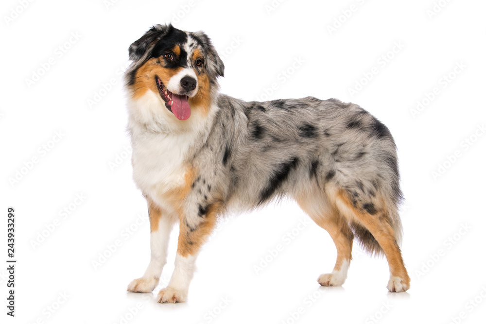 Australian shepherd dog standing on white background and looking to the camera