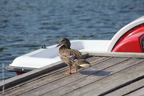Wallpaper Mural canard sur ponton Torontodigital.ca