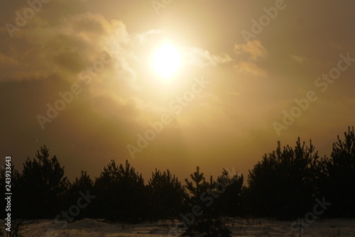 sunset over the young forest in winter