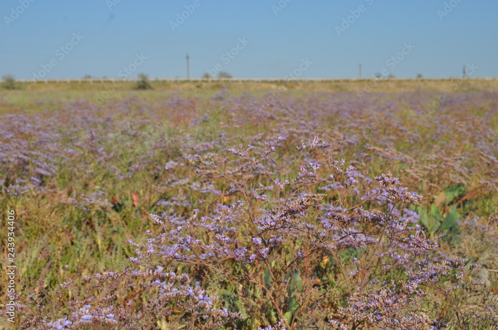 Fototapeta premium field of red flowers