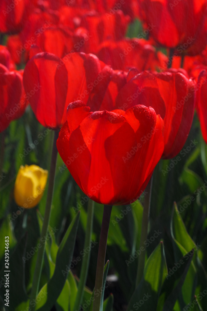 Plantation of red tulips on a Sunny day. Floral background of red tulips in the garden. Tulips in full bloom Plantation of red tulips on a Sunny day. Floral background of red tulips in the garden. Tulips in full bloom