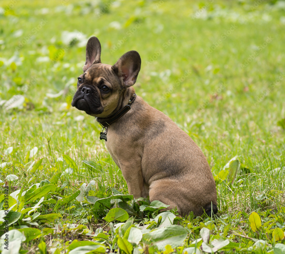 Fototapeta premium dog, park, spring, day, heat, grass, french bulldog