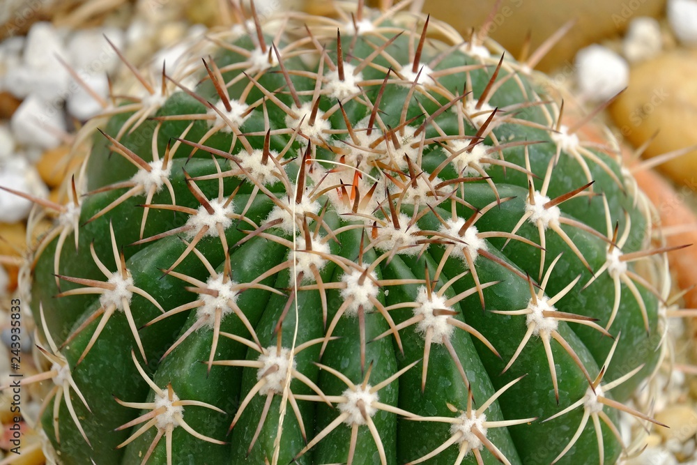 Close up a head of cactus with thorns growing in a sand ground at botanical garden Close up a head of cactus with thorns growing in a sand ground at botanical garden