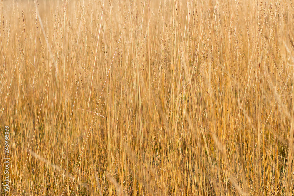 Close up yellow autumn grass on a field with soft sun light. Blurred background. Nature background. Close up yellow autumn grass on a field with soft sun light. Blurred background. Nature background.