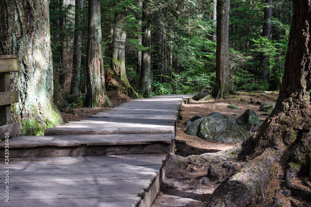 Naklejka premium Boardwalk pathway among moss covered trees and large rocks in woodland park forest 