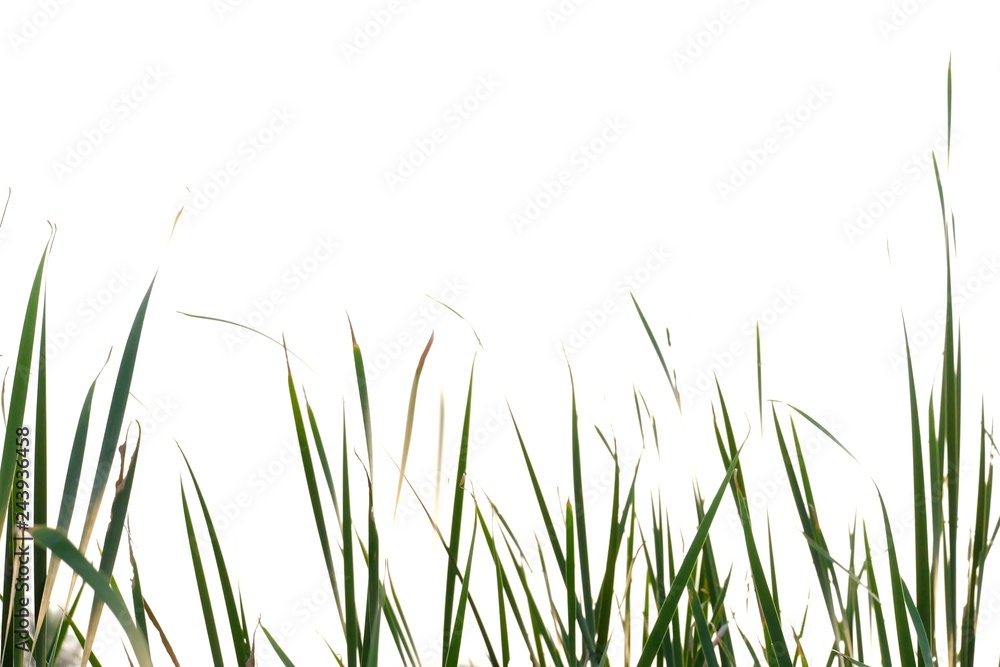 Wild grass plant leaves on white isolated background for green foliage backdrop Wild grass plant leaves on white isolated background for green foliage backdrop