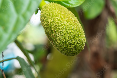 The small green jackfruit on the tree has a blurred background.
