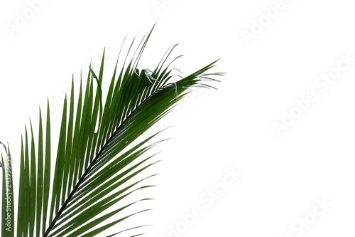 Green tropical coconut leaves on white isolated background for backdrop pattern 